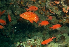 IMG_0253_rc_Maldives_Madoogali_Vielle de corail-Celphalopholis miniata et Poisson soldat-Myripritisborde de blanc-Myripritis Vittata